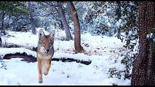 Trail Camera Wildlife Compilation Arizona