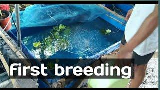 breeding koi fish  step by step process#tagalog #breeding #pinoy #first breeding#koifish #koi pond