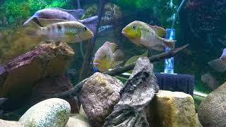 Costa Rican  cichlids tank!