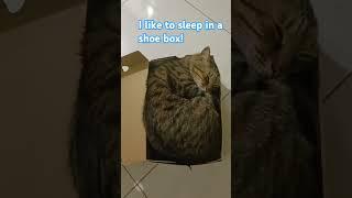 Cat  in a shoe box. #cat #pets