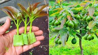 Desde que se utiliza este método, los árboles de aguacate se pueden propagar más rápidamente.