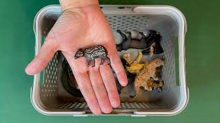 NEW Animals that live in the jungle | the darling toy house | animal sorting | learn about habitats