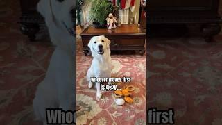 Did Koda Move First? #funnydogs #shorts #puppy