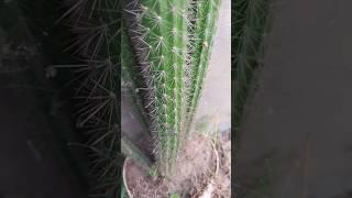 long cactus#shortvideo# cactus#viral # Aparna Gardener