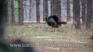 Wild Turkey Hens Cutting Yelping and Calling