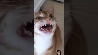 Cute Cats and Kitten Meowing Compilation  #cat #cutecompilation #meow #kitten #cats