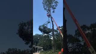 Roping out the top of a large red oak.