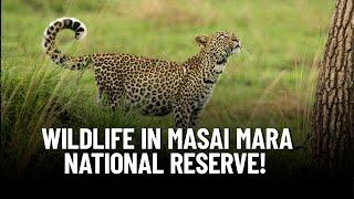 Wildlife in Masai Mara National Reserve: A Guide to the Big Five and More!