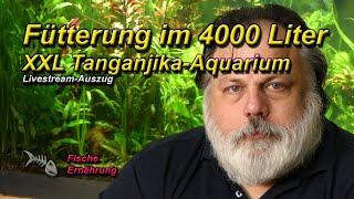 Skottki Markus füttert sein 4000 LITER XXL TANGANJIKA-AQUARIUM und ein wenig Fachsimpelei