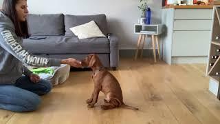 Training session with a eleven week old Vizsla puppy