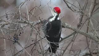 Pileated Woodpecker