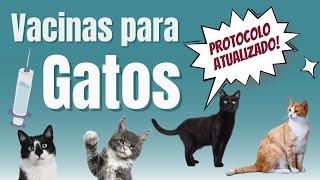 Protocolo de Vacinas para Gatos - Atualização