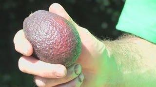 How To Grow Your Own Avocados