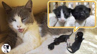 How kittens grow up who are born from a stray cat: from 0-15 days!
