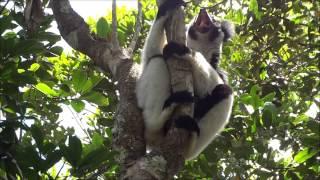Indri indri singing lemur of Madagascar