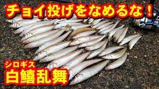 【爆釣】シロギス釣りのコツとは？ガチのチョイ投げ全部収録！これであなたも『ちょい投げ師』