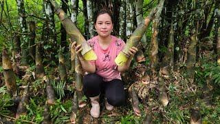350 Days: Ly Thi Ca Is 3 Months Pregnant - Harvest Bamboo Shoots, Fruit, Gardening, Cooking, Animal