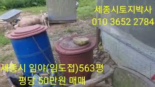 토지박사동물동장,금암리임야 평당50만원  563평