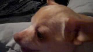 Angry Chihuahua Growling