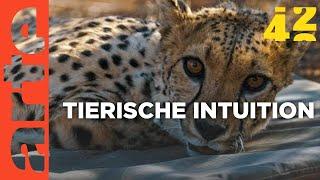 Wissen Tiere mehr als wir? | 42 - Die Antwort auf fast alles Reupload | ARTE