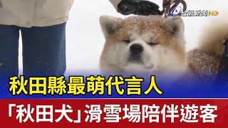 秋田縣最萌代言人 「秋田犬」滑雪場陪伴遊客