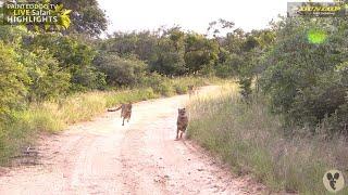 Pride of Lions Chase Down Two Male Cheetahs