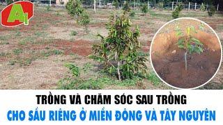 Trồng Và Chăm Sóc Sau Trồng Cho Sầu Riêng Ở Miền Đông Và Tây Nguyên | A1 TV