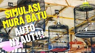 SIMULASI LOMBA MURAI BATU DIGANTANGAN 