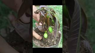 Best Method Grow Mango Tree How To Grafting Mango Tree Growing Faster and Has Many Fruits#short