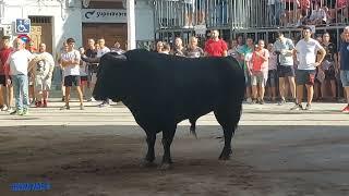 MELIANA, TOROS DE LAS GANADERIAS "JOSE MUR" Y VIRGEN MARIA 27-7-2024