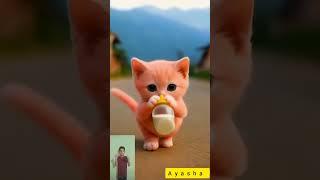 beautiful cut cat running the road dudu dudu dham dham #cat #cutecat #cats