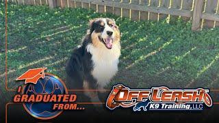 2 week board and train  @Offleashatlanta for our 10 month old Australian Shepherd