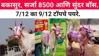 बकासुर, सर्जा 8500 आणि सुंदर बॉस #bailgada #बैलगाडा