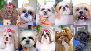 10 best grooming  for shih tzu!!️️