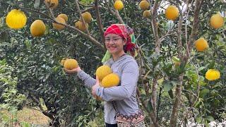 How to harvest quality grapefruit, it is truly unique, go to the market