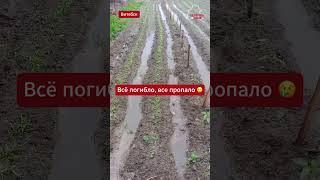 Жители Витебщины уже мысленно прощаются с будущим урожаем   #беларусь #belarus #ливень #огород
