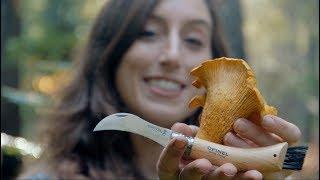 From Forest to Table: The Tool I LOVE When Foraging Wild Mushrooms