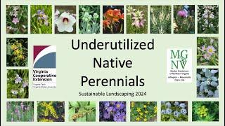 Underutilized Native Perennials