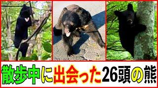 散歩中に遭遇した【２６頭の熊】の映像 　秋田犬のびしゃもん（毘沙門）