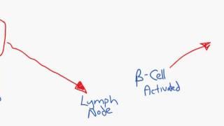 Antibody production overview for HL IB Diploma Biology students