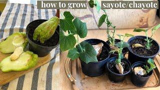 HOW TO GROW CHAYOTE (SAYOTE) FROM FRUIT | HOW TO GERMINATE CHAYOTE