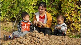 Harvesting yam to sell at the market - Cooking  your with children. Pet care / Ly Thi Ngoan TV