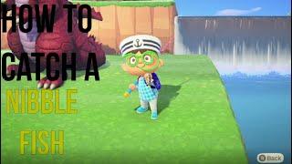 How to Catch a Nibble Fish in Animal Crossing: New Horizons! - Nibble Fish ACNH - ACNH Fishing