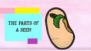 Parts of a Seed!