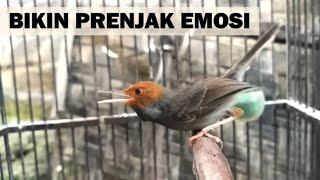 prenjak kepala merah jantan gacor buat PIKAT pancingan burung perenjak jantan betina liaran di alam