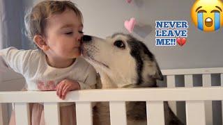 Old Husky Is So Sad When My Baby Leaves Us!. [CUTEST VIDEO EVER!!]