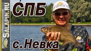 Рыбалка на фидер на Средней Невке [salapinru]