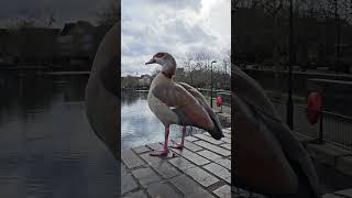 Hesitant goose perched atop Surrey Water