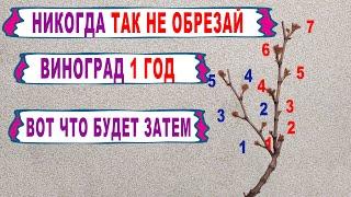  НЕ ДОПУСКАЙ ЭТУ ОШИБКУ. Никогда ТАК не обрезай осенью виноград 1 год. Обрезка на обратный РОСТ.