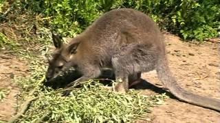 Uilen- en dierenpark De Paay